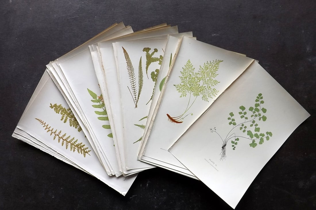 Druery, Charles C1910 Lot of 38 Antique Fern Prints: Antique Chromolithographs Published C1910, London for "British Ferns and Their Varieties"by Charles Druery. Reverse side blank. Paper Size: 8.5 x 5 inch (22 x 13cm) Good Condition
