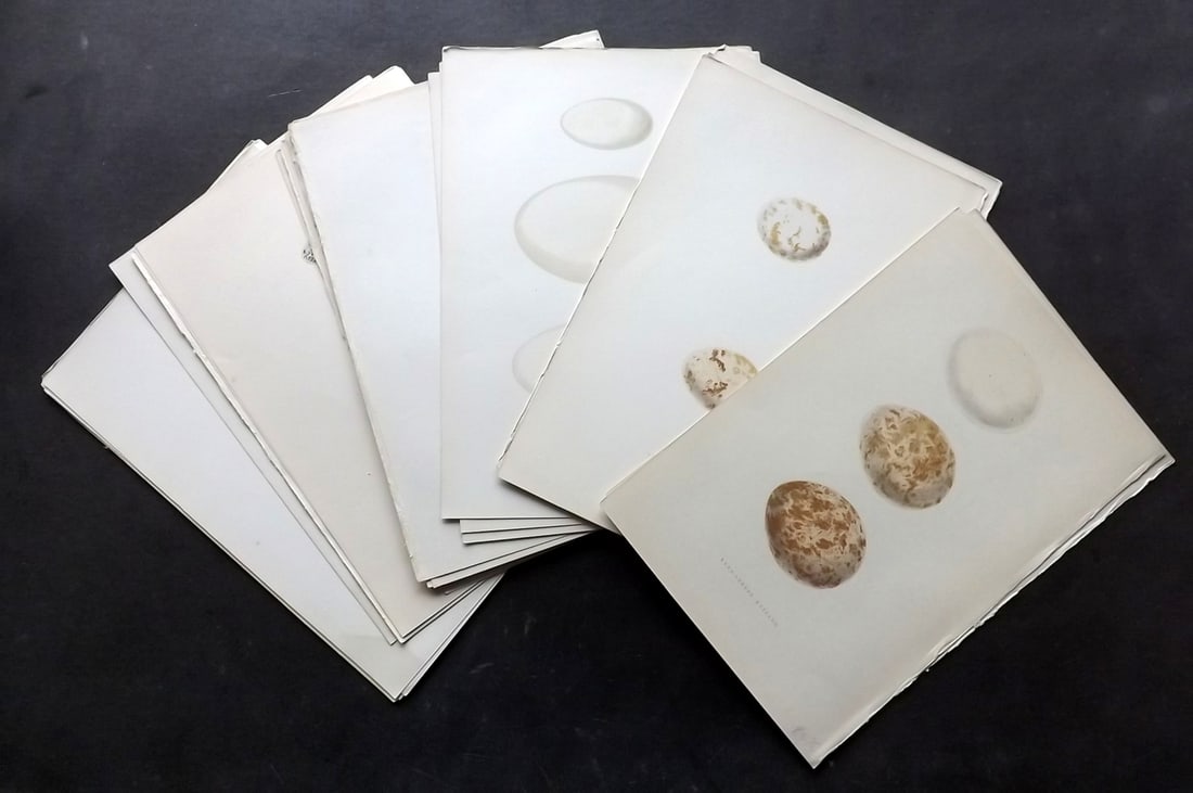 Bree, Charles 1876 Lot of 34 Antique Bird Egg Prints: Antique Woodblock Published 1875-76, London for "A History of the Birds of Europe, Not Observed in the British Isles"by Charles Robert Bree. Printed in colours and finished by hand. Paper Size: 10 x 6