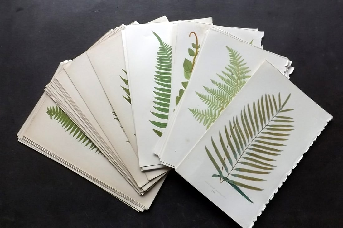 Lowe, Edward 1859 Lot of 48 Antique Fern Prints: Antique Woodblock Published 1856-62 by Groombridge and Sons, London for "Ferns: British and Exotic" by Edward Lowe. Illustrated by A. F. Lydon. Printed by Benjamin Fawcett. Paper Size: 10 x 6 inch (25