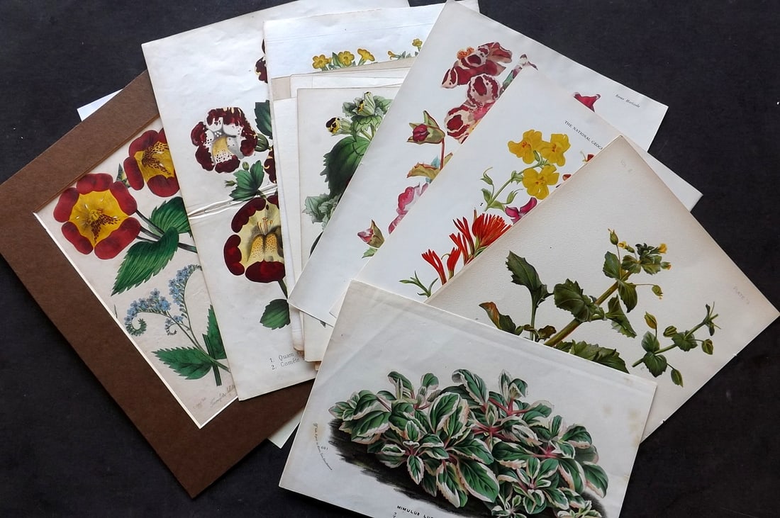 Botanical Prints - Monekey Flowers 19th Cent. Lot of 11 Mimulus Prints (1 of 4)