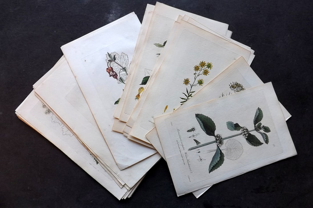 Baxter 1840's Lot of 34 Hand Col Botanical Prints (1 of 6)