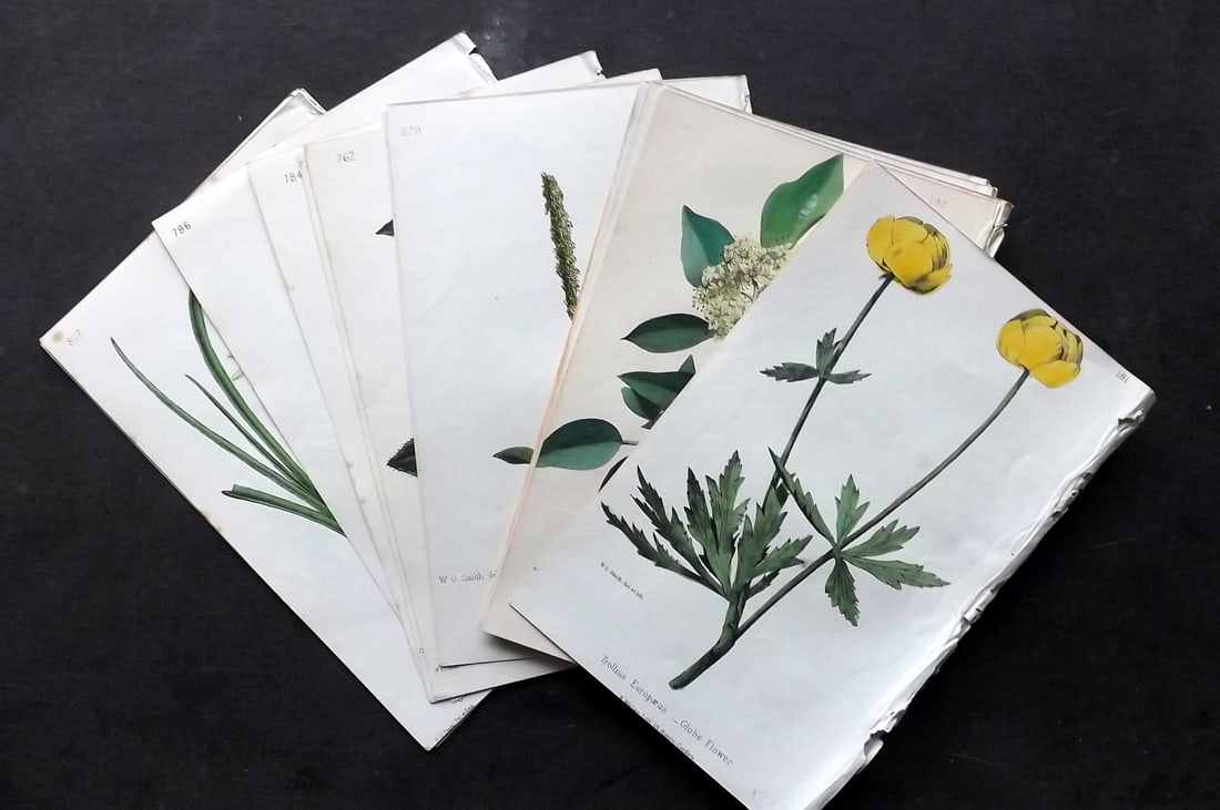 Hogg & Johnson 1860's Lot of 28 Hand Col Botanical Prints (1 of 5)