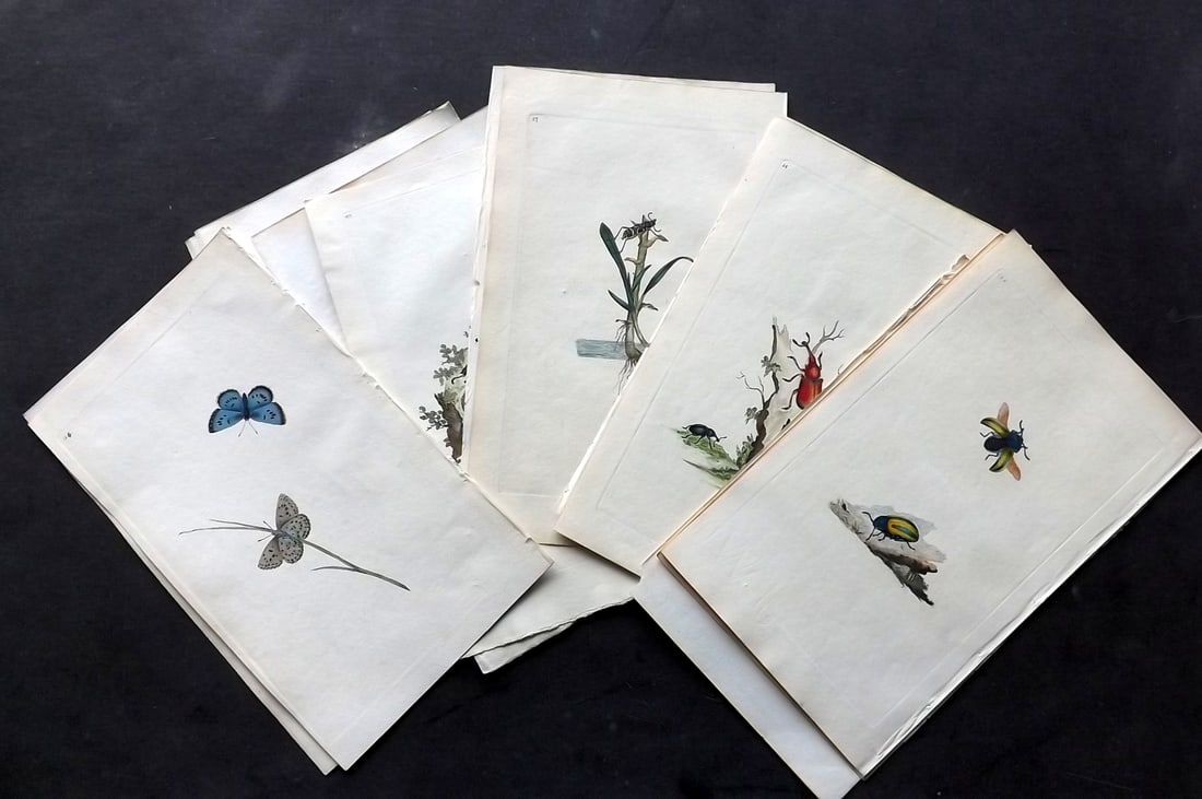 Donovan, Edward 1790's Lot of 6 Hand Col Insect & Moth Prints (1 of 5)