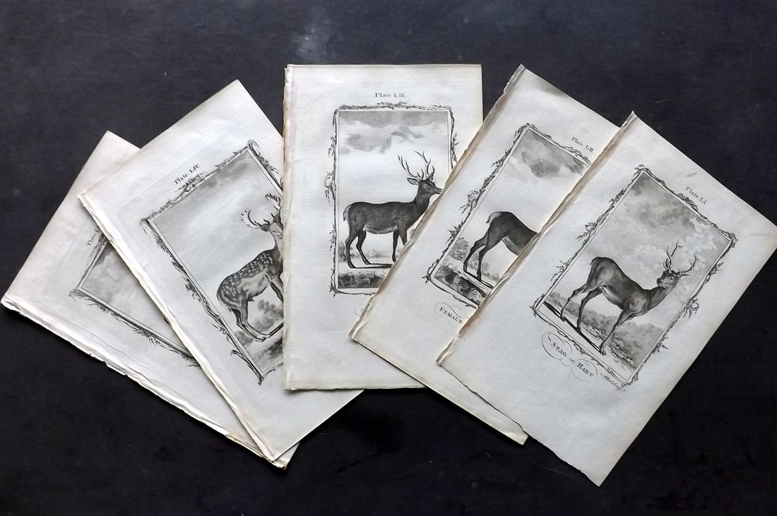 Buffon, Comte de 1781 Lot of 8 Antique Prints. Deer & Antelopes (1 of 3)