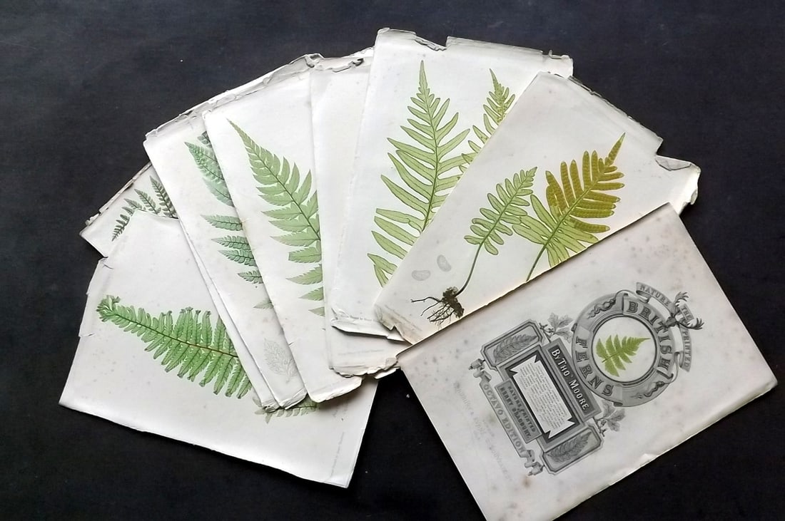 Moore & Bradbury 1859 Lot of 12 Nature Printed Ferns (Faults) (1 of 4)