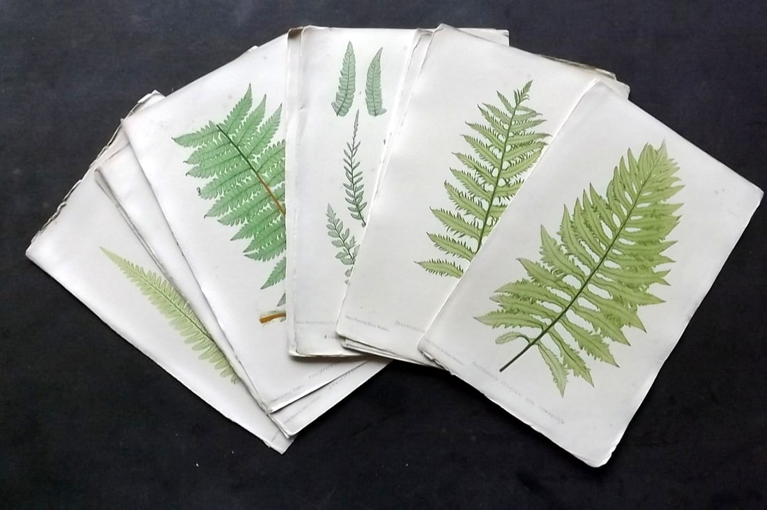 Moore & Bradbury 1859 Lot of 12 Nature Printed Ferns (1 of 4)