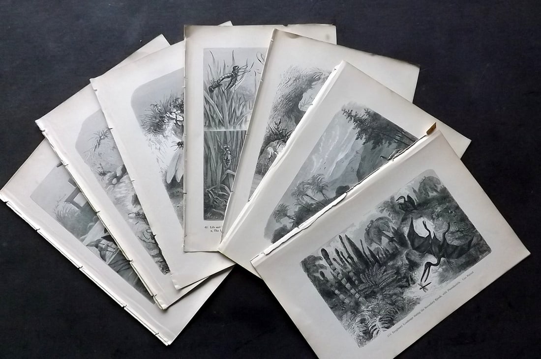 Pouchet, F. A. C1880 Lot of 11 Antique Natural History Prints: Wood Engraving (Reverse side blank) Published C1880, London for "The Universe: Or, The Infinitely Great and The Infinitely Little" by F. A. Pouchet.Paper Size: 8.5 x 6 inch (22 x 15cm) Good Condition