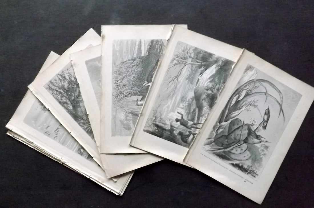 Pouchet, F. A. C1880 Lot of 15 Antique Bird Prints: Wood Engraving (Reverse side blank) Published C1880, London for "The Universe: Or, The Infinitely Great and The Infinitely Little" by F. A. Pouchet.Paper Size: 8.5 x 6 inch (22 x 15cm) Good Condition