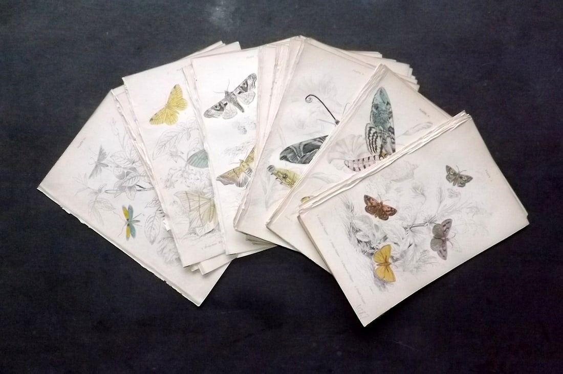 Jardine, William C1840 Lot of 30 Hand Col Moth Prints (1 of 5)