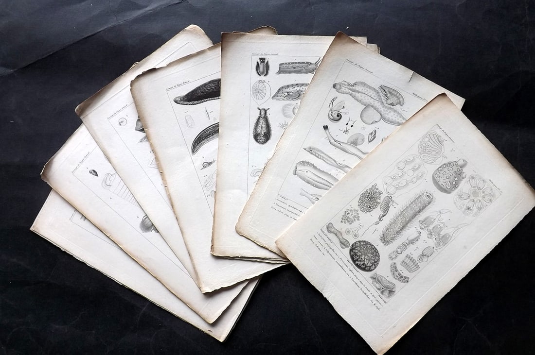 Cuvier, Baron C1830 Lot of 12 Shell & Sea Life Prints (1 of 3)