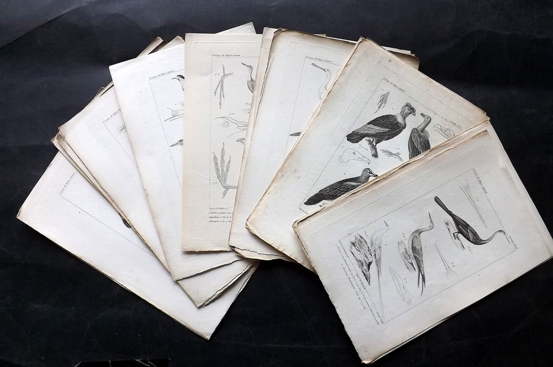 Cuvier, Baron C1830 Lot of 20 Antique Bird Prints: Steel Engraving Published 1829-44, Paris for "Iconographie du regne animal de G. Cuvier" by the Baron Cuvier. Paper Size: 9.5 x 6 inch (24 x 16cm) Very minor toning in parts. Good Condition