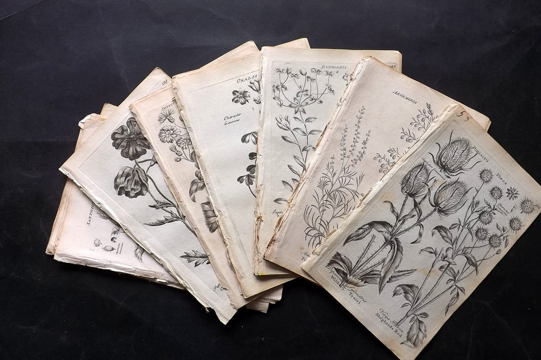 Hill & Culpeper 1802 Lot of 38 Antique Botanical Prints (1 of 6)
