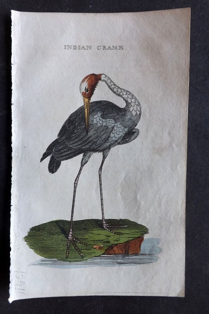 Brightly (Pub) 1815 Hand Coloured Bird Print. Indian Crane: Antique Copper Plate Published 1815 by Brightly & Childs, Bungay for "The Natural History of Birds" Fine hand colour as issued. Paper Size: 8 x 4.25 inch (20 x 14cm) Good Condition
