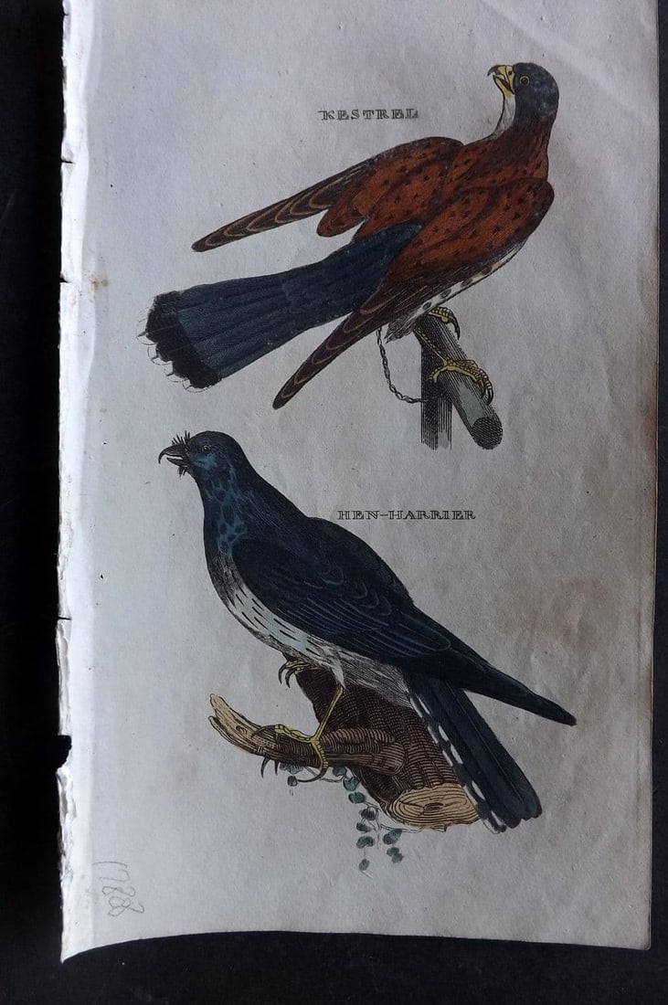 Brightly (Pub) 1815 Hand Coloured Bird Print. Kestrel, Hen Harrier: Antique Copper Plate Published 1815 by Brightly & Childs, Bungay for "The Natural History of Birds" Fine hand colour as issued. Paper Size: 8 x 4.25 inch (20 x 14cm) Very minor background toning.