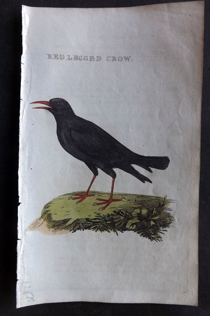 Brightly (Pub) 1815 Hand Coloured Bird Print. Red Legged Crow (1 of 1)