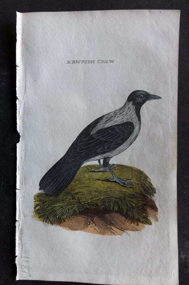 Brightly (Pub) 1815 Hand Coloured Bird Print. Kentish Crow (1 of 1)