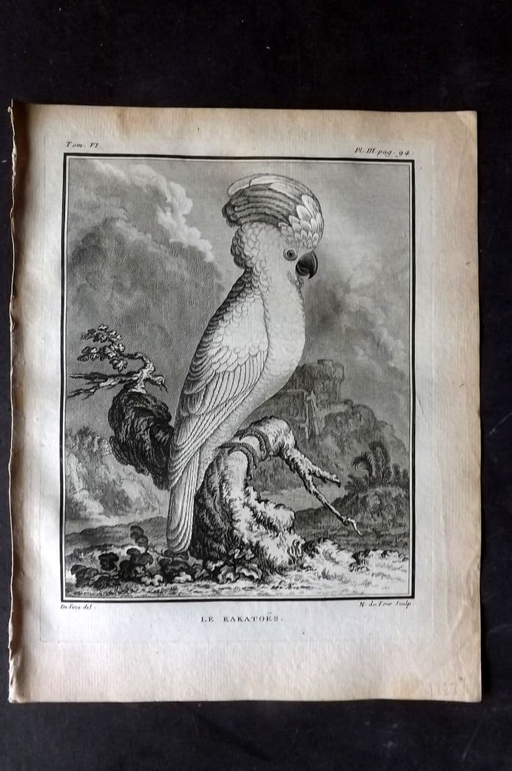 Buffon, Comte de 1779 Antique Bird Print - 1st Ed. Le Kakatoes 06-03 (1 of 1)