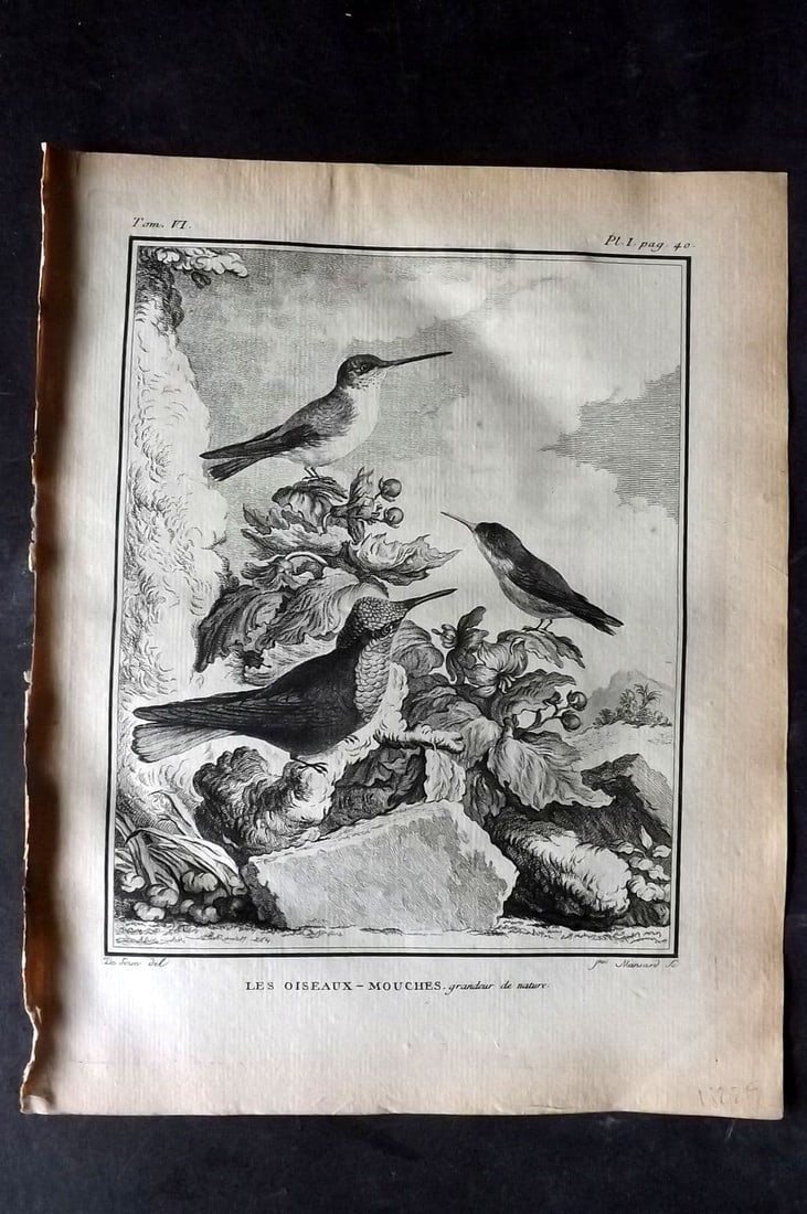 Buffon, Comte de 1779 Antique Bird Print - 1st Ed. Les Oiseaux - Mouches. Hummingbirds 06-01 (1 of 1)