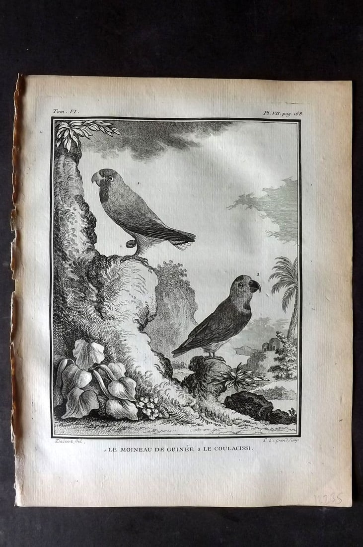 Buffon, Comte de 1779 Bird Print - 1st Ed. Le Moineau de Guinee. Le Coulascissi Parrots 06-07 (1 of 1)