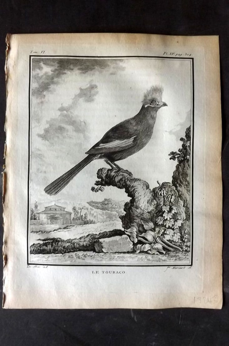 Buffon, Comte de 1779 Antique Bird Print - 1st Ed. Le Touraco 06-15: Antique Copper Plate Engraving, Published 1770-85 Imprimerie Royale, Paris for "Histoire Naturelle des Oiseaux" First Edition by Georges-Louis Leclerc, Comte de Buffon. Paper Size: 10 x 8 inch (25 x 2