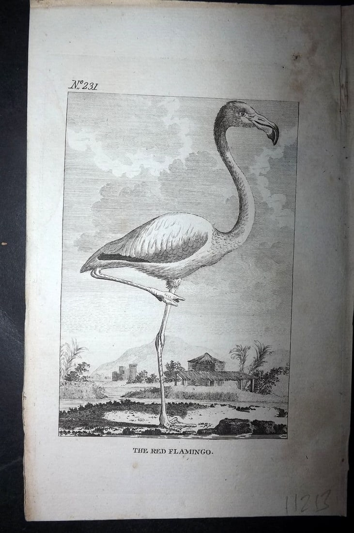 Buffon, Comte de 1793 Antique Bird Print. Red Flamingo 231 (1 of 1)