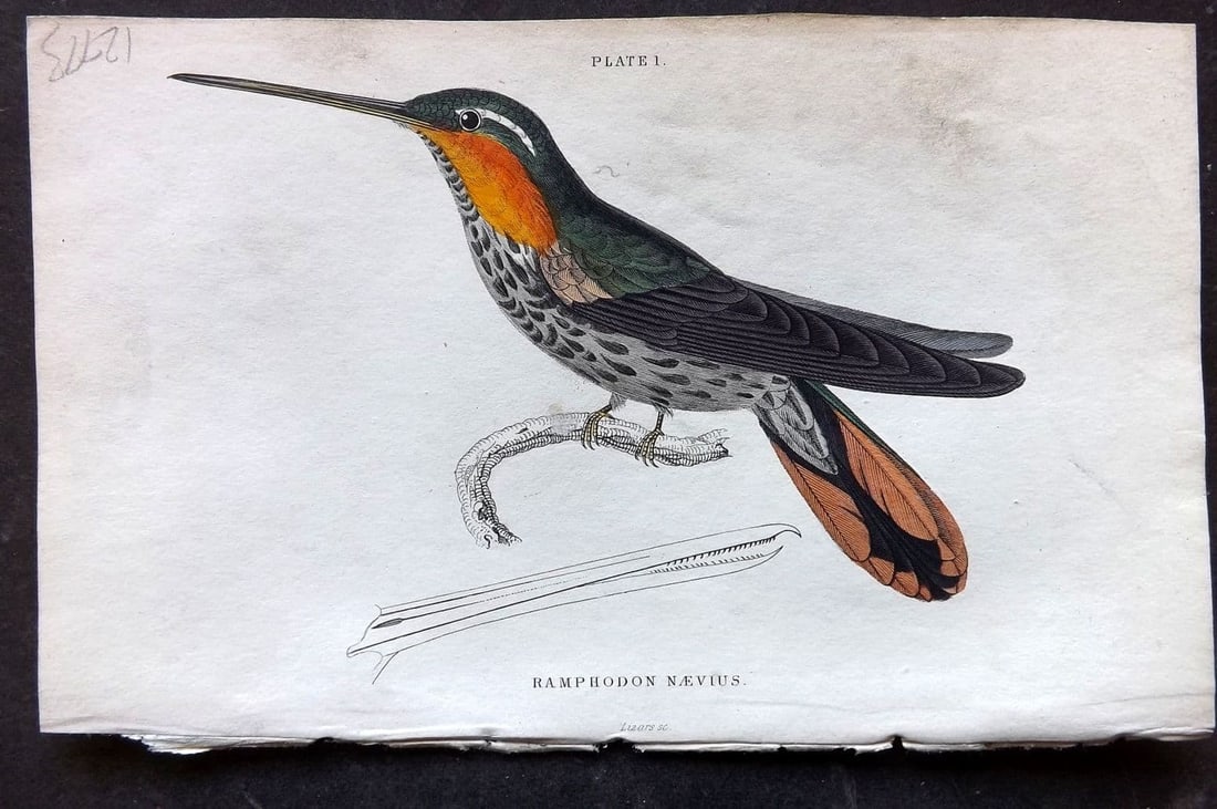 Jardine, William 1834 Hand Col Bird Print. Spotted Saw-billed Hummingbird 01 (1 of 1)