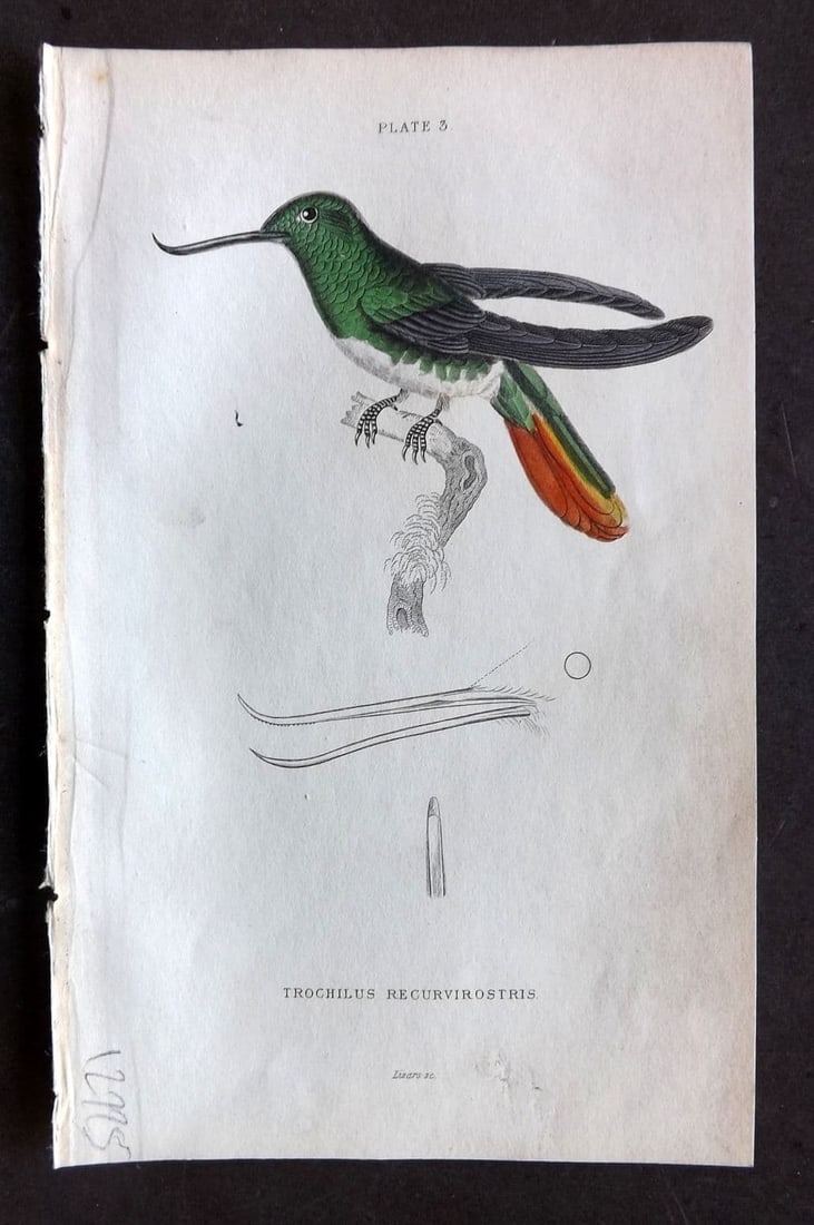 Jardine, William 1834 Hand Col Bird Print. Recurved-billed Hummingbird 03 (1 of 1)