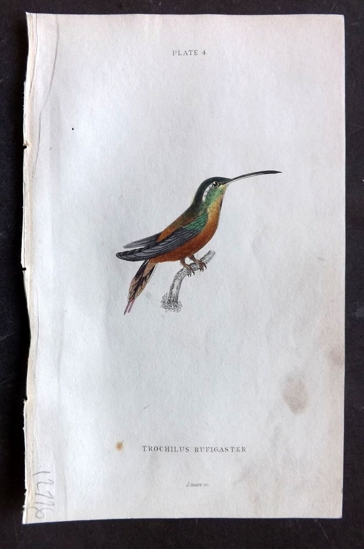 Jardine, William 1834 Hand Col Bird Print. Rufous-bellied Humminbird 04 (1 of 1)
