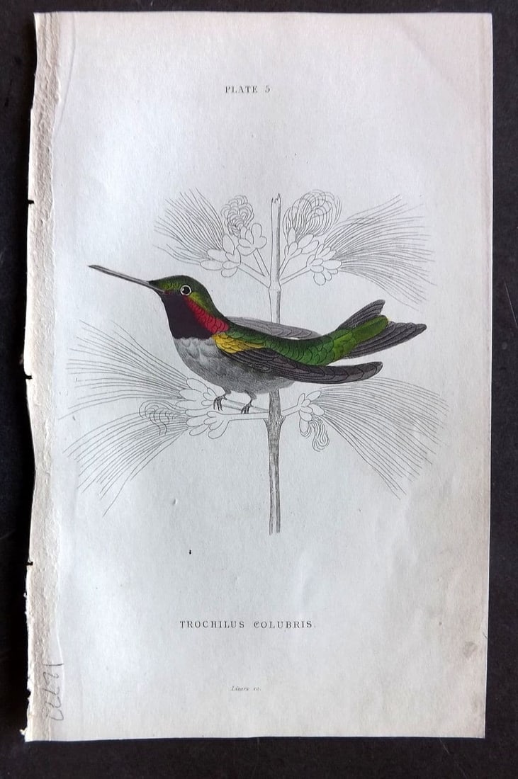 Jardine, William 1834 Hand Col Bird Print. Northern Hummingbird 05 (1 of 1)