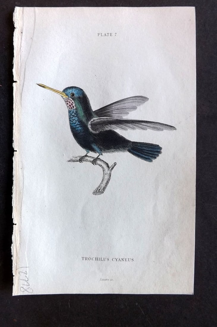 Jardine, William 1834 Hand Col Bird Print. Blue Green Hummingbird 07 (1 of 1)