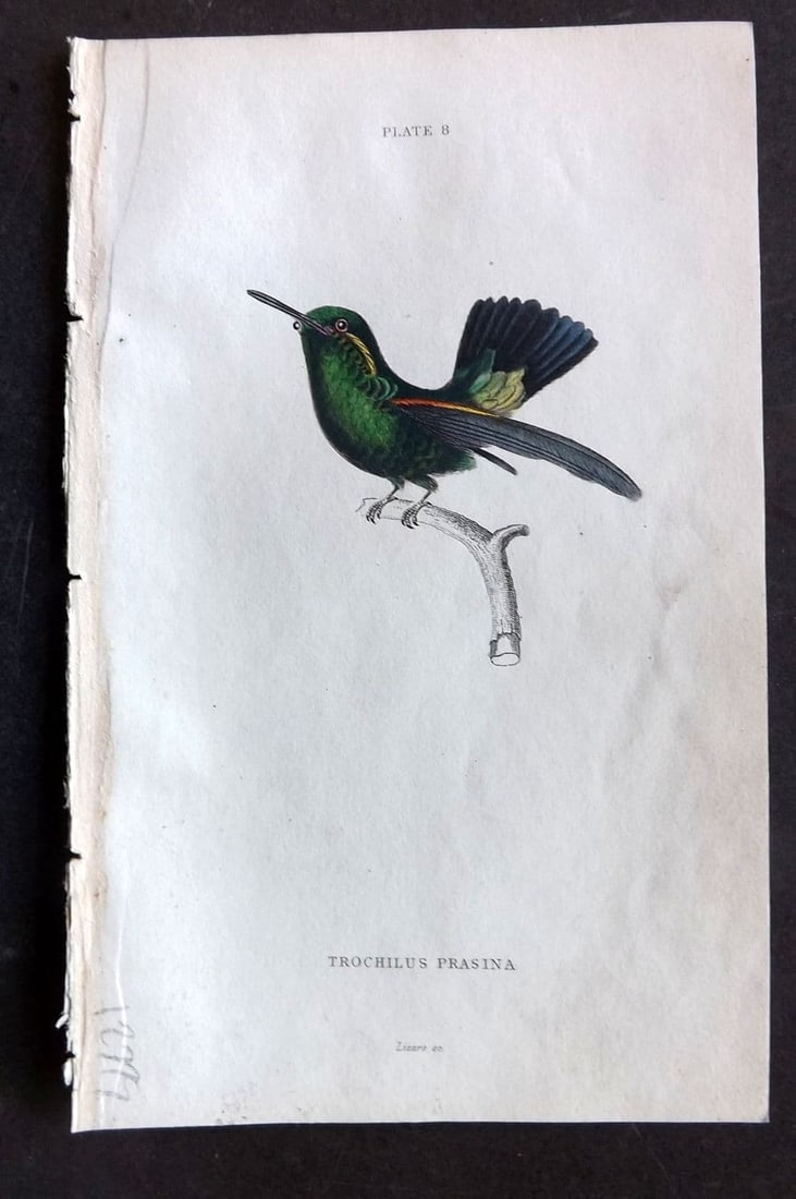 Jardine, William 1834 Hand Col Bird Print. Golden Green Hummingbird 08 (1 of 1)