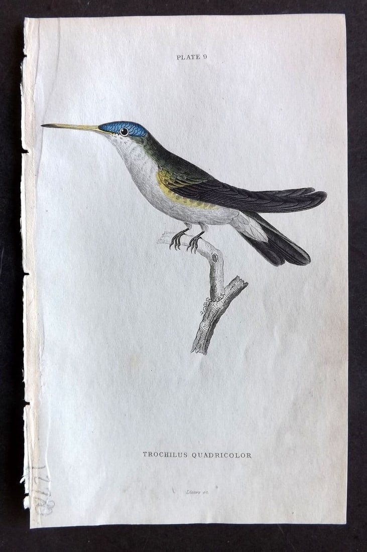 Jardine, William 1834 Hand Col Bird Print. Azure Crowned Humminbird 09 (1 of 1)