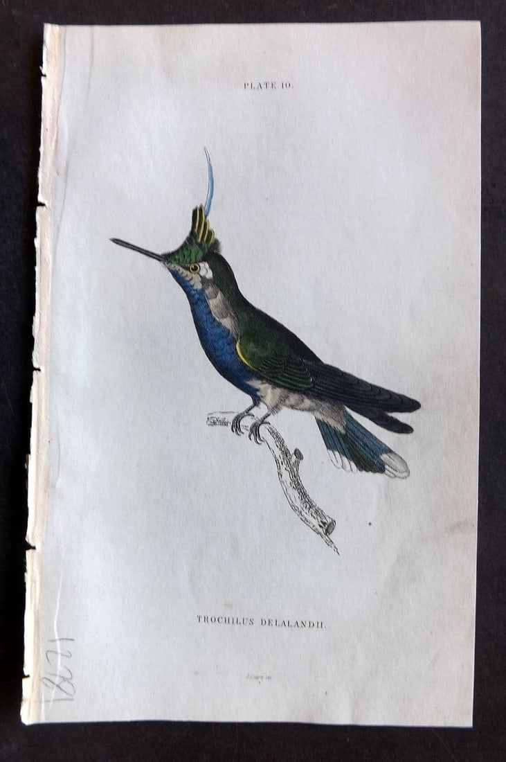 Jardine, William 1834 Hand Col Bird Print. Delalande's Hummingbird 10 (1 of 1)