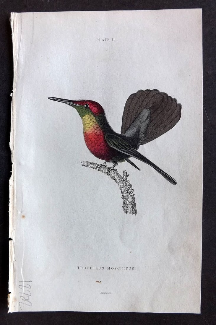 Jardine, William 1834 Hand Col Bird Print. Ruby Crested Humminbird 11 (1 of 1)