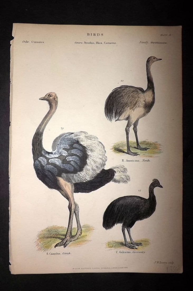 Richardson, John 1862 HC Bird Print. Ostrich, Nandu, Cassowary (Australia) 21: Antique Steel Engraving/Etching Published 1859-62 by William Mackenzie, Edinburgh & London for "The Museum of Natural History" by John Richardson. Fine hand colour as issued. Paper Size: 10.5 x 7.5 in
