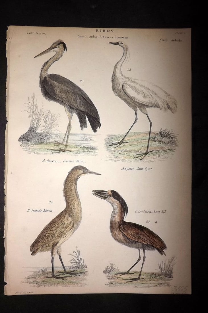Richardson, John 1862 HC Bird Print. Common Heron, Bittern, Egret, Boat Bill 24: Antique Steel Engraving/Etching Published 1859-62 by William Mackenzie, Edinburgh & London for "The Museum of Natural History" by John Richardson. Fine hand colour as issued. Paper Size: 10.5 x 7.5 in