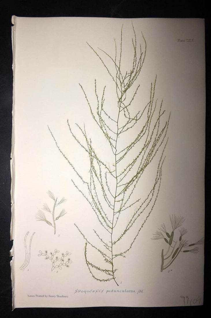 Bradbury, Henry 1859 Nature Printed Seaweed Print. Sporochnus Pedunculatus 145: Antique Nature Printed Electrotype Published 1859 by Henry Bradbury, London for "The Nature-Printed British Sea-Weeds" by William Grosart Johnstone and Alexander Croall. Paper Size: 9 x 6 inch (24 x 1
