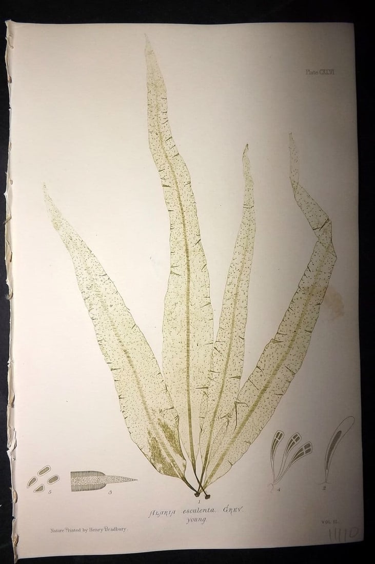 Bradbury, Henry 1859 Nature Printed Seaweed Print. Alaria Esculenta 146: Antique Nature Printed Electrotype Published 1859 by Henry Bradbury, London for "The Nature-Printed British Sea-Weeds" by William Grosart Johnstone and Alexander Croall. Paper Size: 9 x 6 inch (24 x 1