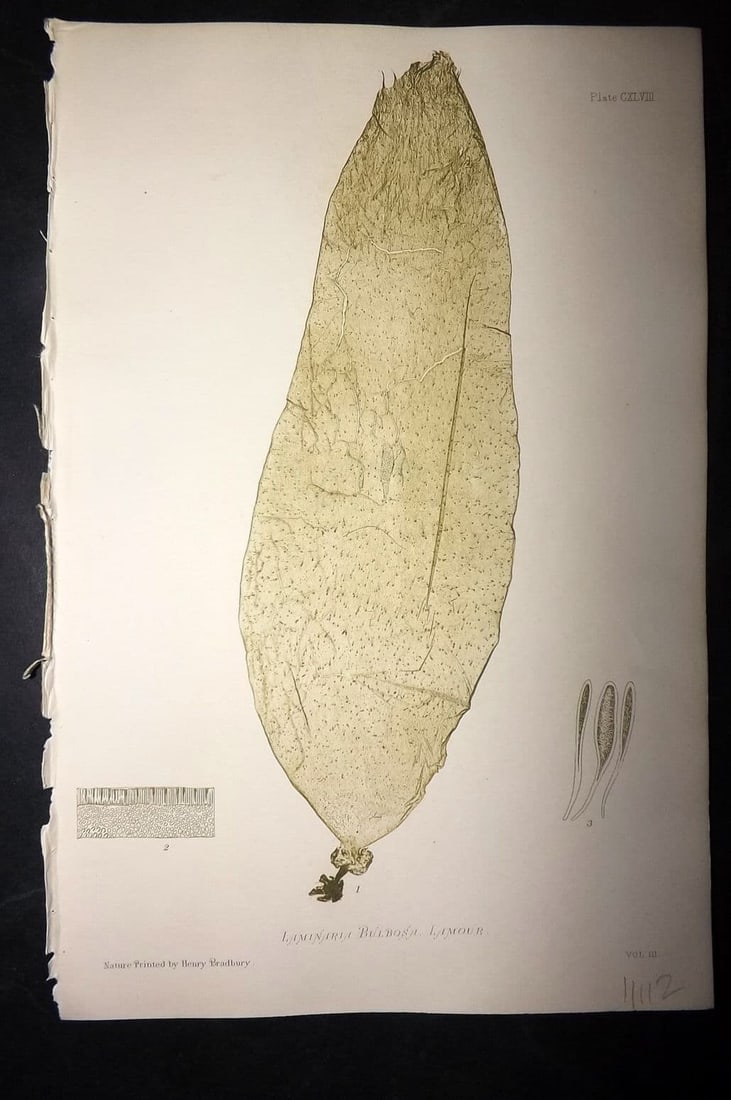 Bradbury, Henry 1859 Nature Printed Seaweed Print. Laminaria Bulbosa 148: Antique Nature Printed Electrotype Published 1859 by Henry Bradbury, London for "The Nature-Printed British Sea-Weeds" by William Grosart Johnstone and Alexander Croall. Paper Size: 9 x 6 inch (24 x 1