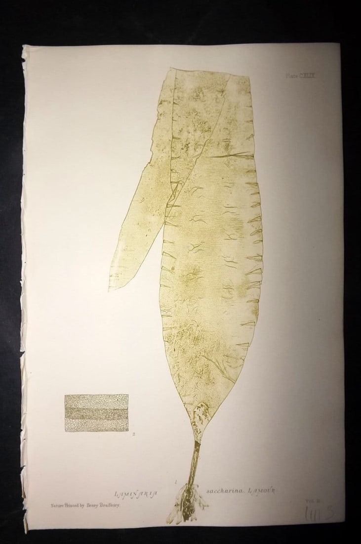 Bradbury, Henry 1859 Nature Printed Seaweed Print. Laminaria Saccarina 149: Antique Nature Printed Electrotype Published 1859 by Henry Bradbury, London for "The Nature-Printed British Sea-Weeds" by William Grosart Johnstone and Alexander Croall. Paper Size: 9 x 6 inch (24 x 1