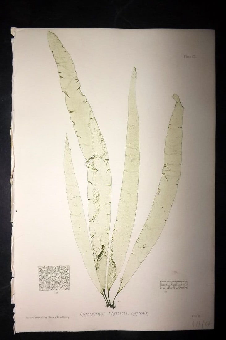 Bradbury, Henry 1859 Nature Printed Seaweed Print. Laminaria Phyllitis 150: Antique Nature Printed Electrotype Published 1859 by Henry Bradbury, London for "The Nature-Printed British Sea-Weeds" by William Grosart Johnstone and Alexander Croall. Paper Size: 9 x 6 inch (24 x 1