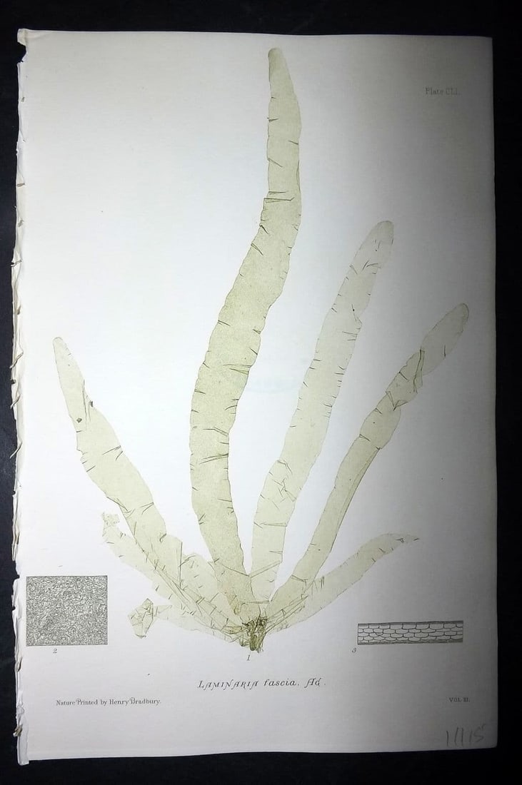 Bradbury, Henry 1859 Nature Printed Seaweed Print. Laminaria Fascia 151: Antique Nature Printed Electrotype Published 1859 by Henry Bradbury, London for "The Nature-Printed British Sea-Weeds" by William Grosart Johnstone and Alexander Croall. Paper Size: 9 x 6 inch (24 x 1