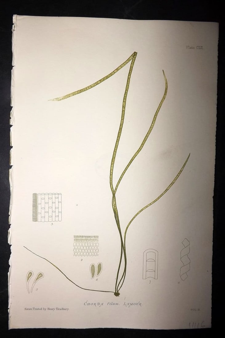 Bradbury, Henry 1859 Nature Printed Seaweed Print. Chorda Filum 152: Antique Nature Printed Electrotype Published 1859 by Henry Bradbury, London for "The Nature-Printed British Sea-Weeds" by William Grosart Johnstone and Alexander Croall. Paper Size: 9 x 6 inch (24 x 1