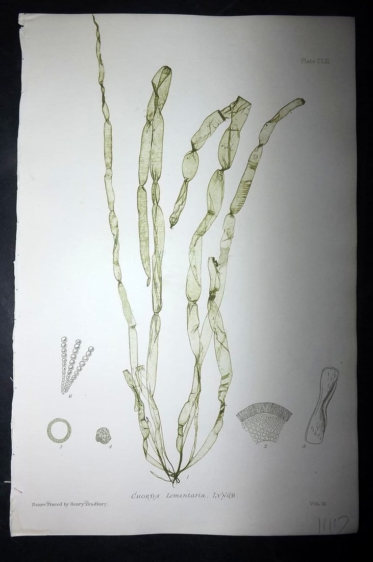 Bradbury, Henry 1859 Nature Printed Seaweed Print. Chorda Lomentaria 153: Antique Nature Printed Electrotype Published 1859 by Henry Bradbury, London for "The Nature-Printed British Sea-Weeds" by William Grosart Johnstone and Alexander Croall. Paper Size: 9 x 6 inch (24 x 1