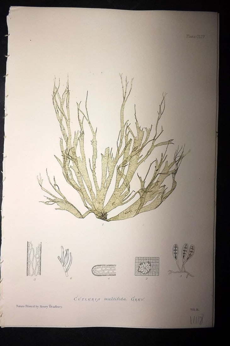 Bradbury, Henry 1859 Nature Printed Seaweed Print. Cutleria Multifida 154: Antique Nature Printed Electrotype Published 1859 by Henry Bradbury, London for "The Nature-Printed British Sea-Weeds" by William Grosart Johnstone and Alexander Croall. Paper Size: 9 x 6 inch (24 x 1