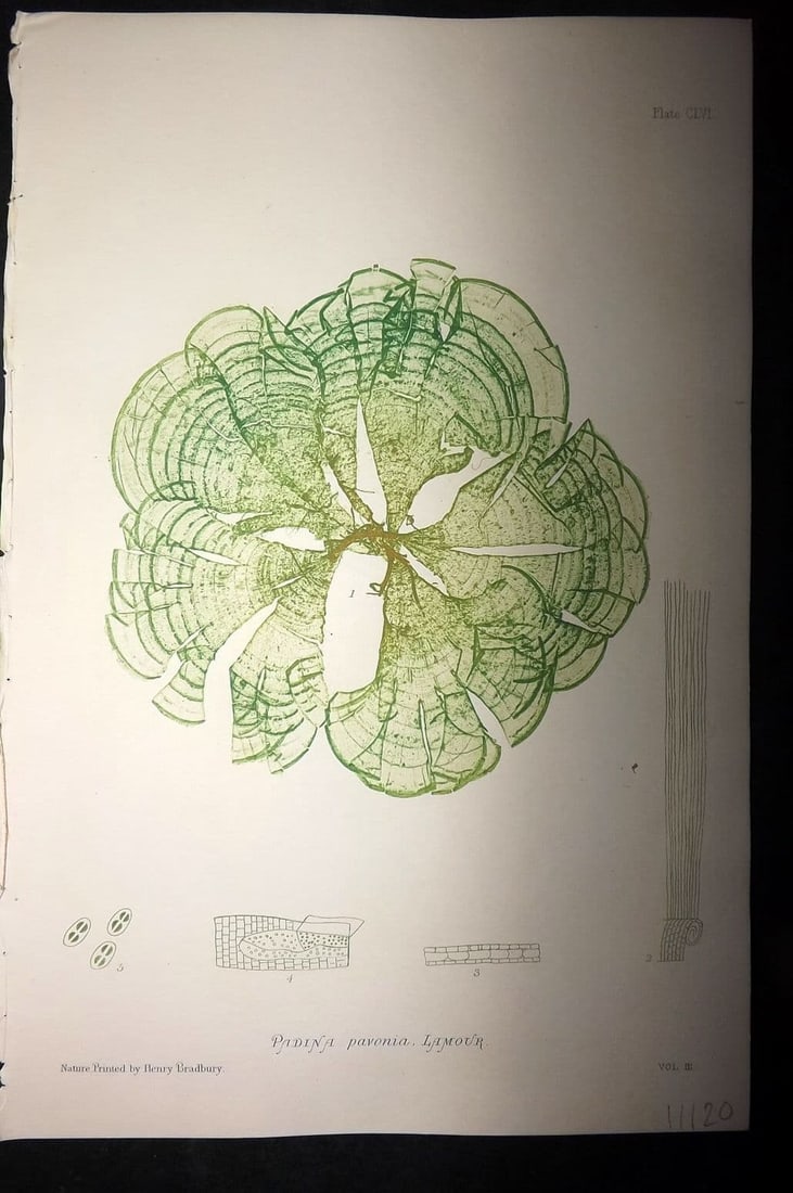 Bradbury, Henry 1859 Nature Printed Seaweed Print. Padina Pavonia 156: Antique Nature Printed Electrotype Published 1859 by Henry Bradbury, London for "The Nature-Printed British Sea-Weeds" by William Grosart Johnstone and Alexander Croall. Paper Size: 9 x 6 inch (24 x 1