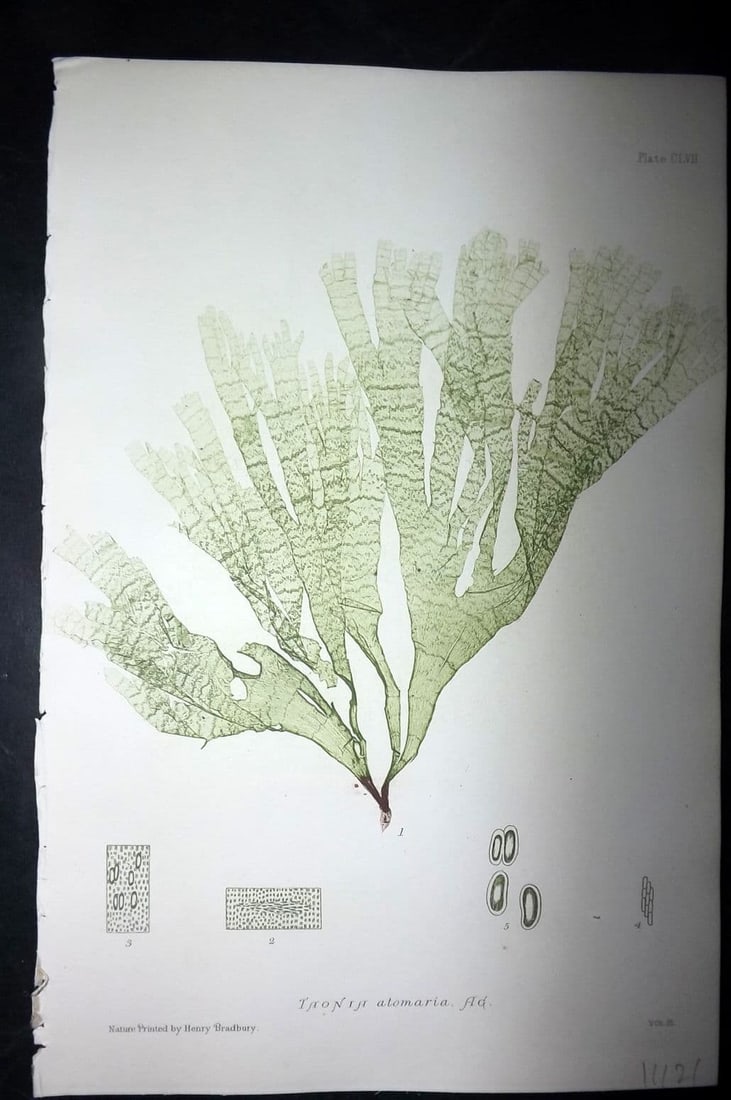 Bradbury, Henry 1859 Nature Printed Seaweed Print. Thonia Atomaria 157: Antique Nature Printed Electrotype Published 1859 by Henry Bradbury, London for "The Nature-Printed British Sea-Weeds" by William Grosart Johnstone and Alexander Croall. Paper Size: 9 x 6 inch (24 x 1