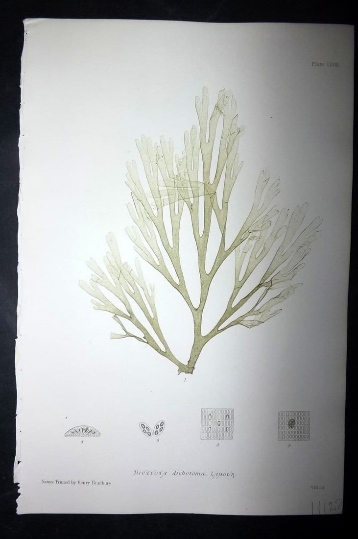 Bradbury, Henry 1859 Nature Printed Seaweed Print. Dictyota Dichotoma 158: Antique Nature Printed Electrotype Published 1859 by Henry Bradbury, London for "The Nature-Printed British Sea-Weeds" by William Grosart Johnstone and Alexander Croall. Paper Size: 9 x 6 inch (24 x 1