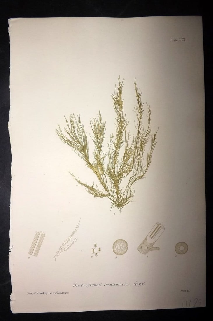 Bradbury, Henry 1859 Nature Printed Seaweed Print. Dictyosiphon Foeniculaccus 161: Antique Nature Printed Electrotype Published 1859 by Henry Bradbury, London for "The Nature-Printed British Sea-Weeds" by William Grosart Johnstone and Alexander Croall. Paper Size: 9 x 6 inch (24 x 1