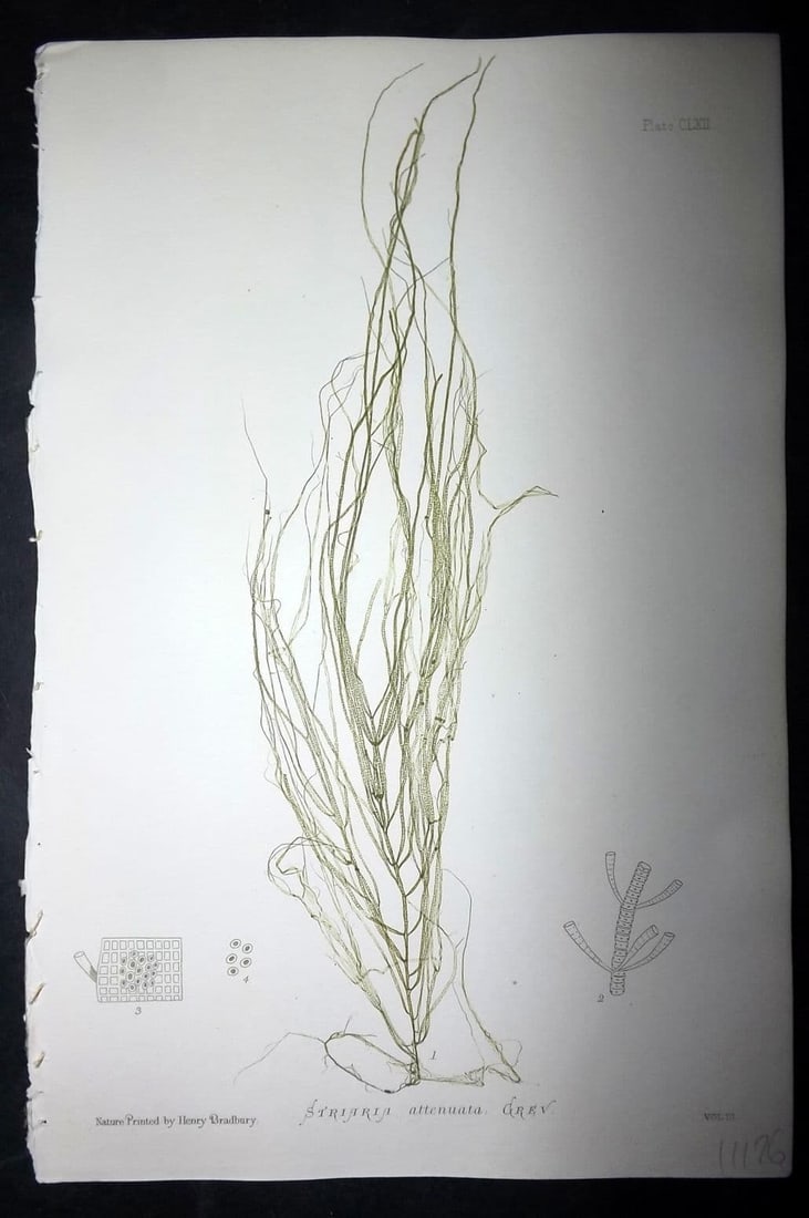Bradbury, Henry 1859 Nature Printed Seaweed Print. Striaria Attenuata 162: Antique Nature Printed Electrotype Published 1859 by Henry Bradbury, London for "The Nature-Printed British Sea-Weeds" by William Grosart Johnstone and Alexander Croall. Paper Size: 9 x 6 inch (24 x 1